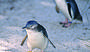 Guided Nature and Penguin Tour