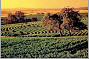 Barossa Valley